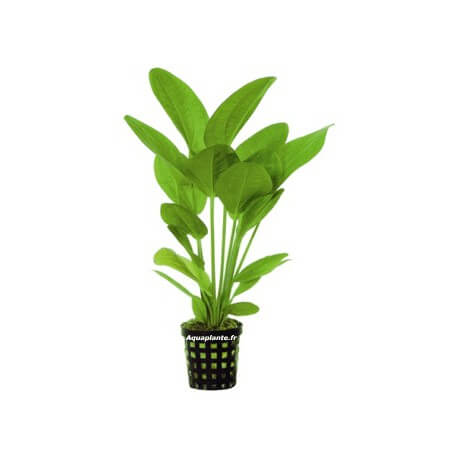 Echinodorus Harbii - Plante d'aquarium