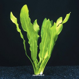 Echinodorus Martii - Plante d'aquarium