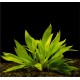 Echinodorus Magdalensis - Plante d'aquarium gazonnante facile