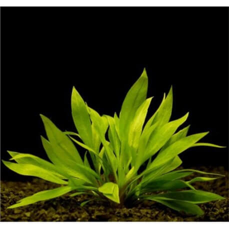Echinodorus Magdalensis - Plante d'aquarium gazonnante facile