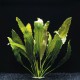 Echinodorus Osiris - Plante d'aquarium
