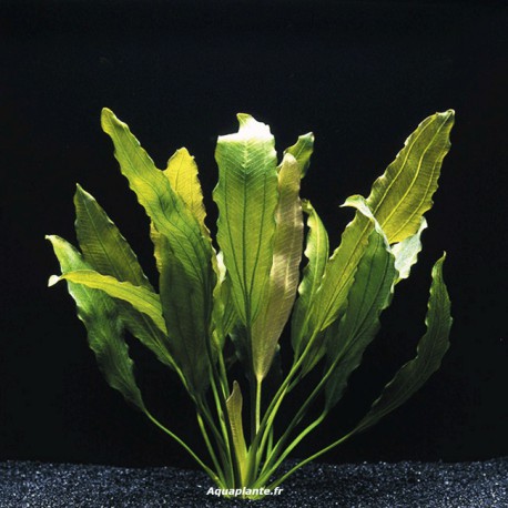 Echinodorus Osiris - Plante d'aquarium