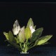 Echinodorus Oriental - Plante d'aquarium