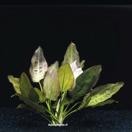 Echinodorus Oriental - Plante d'aquarium
