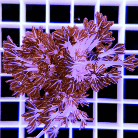 Heteroxenia sp. frag