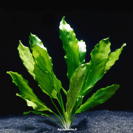 Echinodorus Ozelot Green - Plante d'aquarium