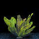 Echinodorus Ozelot Red - Plante d'aquarium