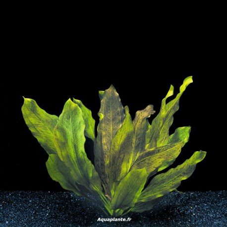Echinodorus Ozelot Red - Plante d'aquarium