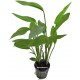 Echinodorus Parviflorus - Plante d'aquarium