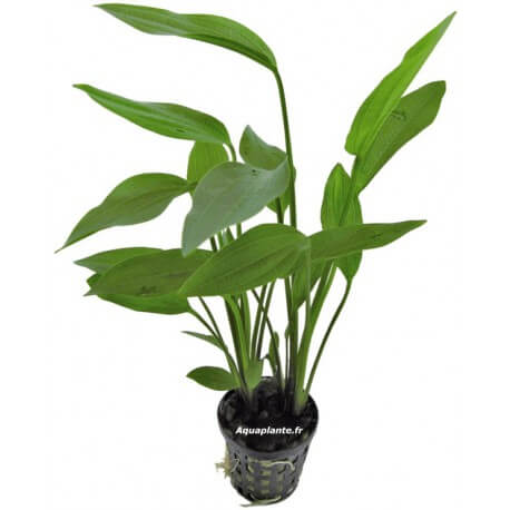 Echinodorus Parviflorus - Plante d'aquarium
