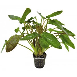 Echinodorus Purpurea - Plante d'aquarium