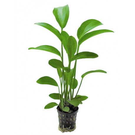 Echinodorus Radicans - Plante d'aquarium