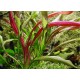 Echinodorus Red Devil - Plante d'aquarium colorée