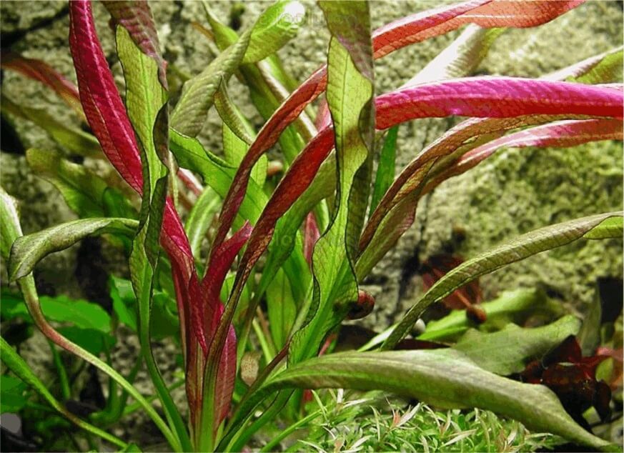 Besætte Hvilken en hjemmelevering Plante Arrière plan d'aquarium : Echinodorus Red Devil pour aquarium eau  douce - 8.93€