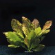Echinodorus Red Flamed - Plante d'aquarium colorée