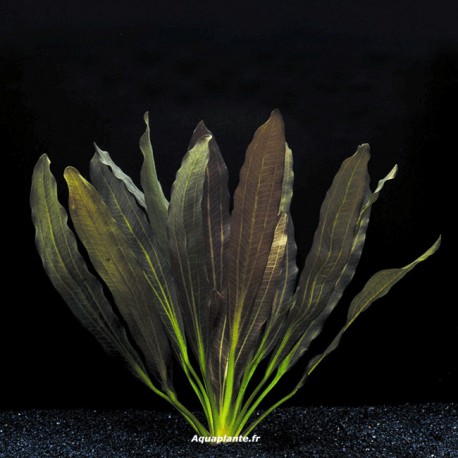 Echinodorus Rubin - Plante d'aquarium colorée