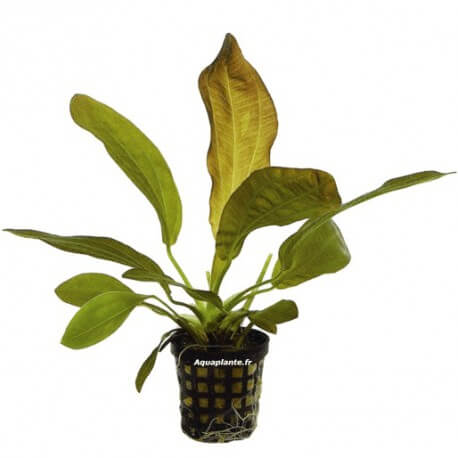 Echinodorus Rubra - Plante d'aquarium colorée