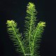 Egeria Najas - Plante d'aquarium à croissance rapide