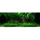 PAYSAGE AQUATIQUE N°63 Tropica