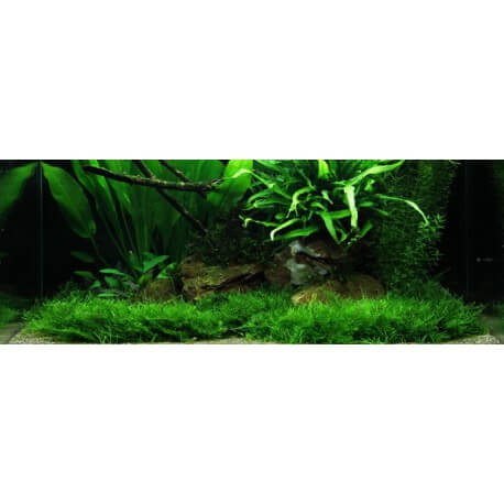 PAYSAGE AQUATIQUE N°63 Tropica