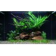 PAYSAGE AQUATIQUE N°63 Tropica