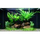 PAYSAGE AQUATIQUE N°63 Tropica