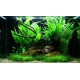 PAYSAGE AQUATIQUE N°63 Tropica