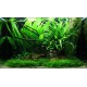 PAYSAGE AQUATIQUE N°63 Tropica