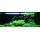 PAYSAGE AQUATIQUE N°62 TROPICA