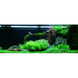 PAYSAGE AQUATIQUE N°62