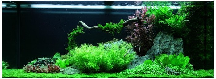 Projet 200 L planté Paysage-aquatique-n62-tropica