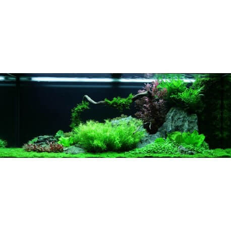 PAYSAGE AQUATIQUE N°62 TROPICA