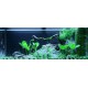 PAYSAGE AQUATIQUE N°62 TROPICA