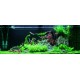 PAYSAGE AQUATIQUE N°62 TROPICA