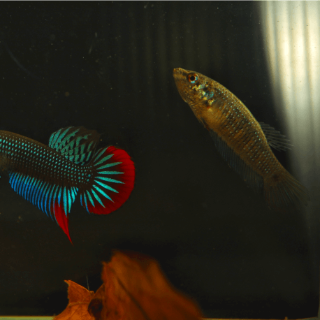 Betta imbellis - Betta pacifique femelle