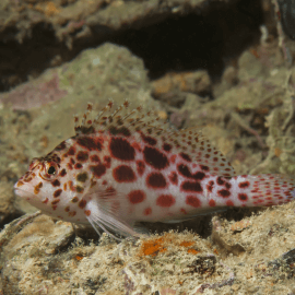 Cirrhitichthys oxycephalus - Poisson faucon