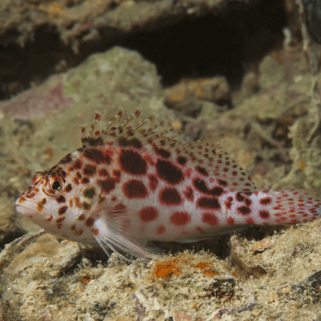 Cirrhitichthys oxycephalus - Poisson faucon