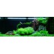 PAYSAGE AQUATIQUE N°62 TROPICA