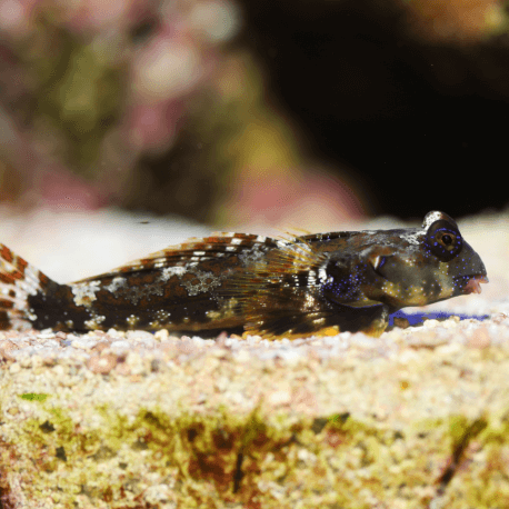 Synchiropus ocellatus - Poisson-mandarin ocellé