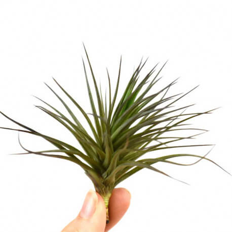 Tillandsia Aeranthos