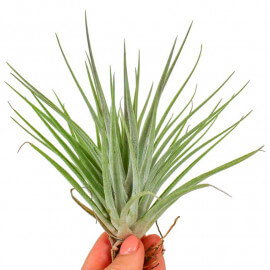 Tillandsia Kammii