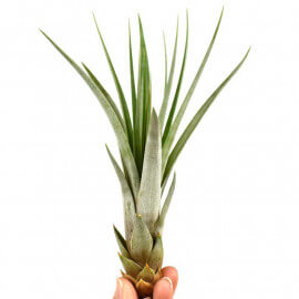 Tillandsia Fasciculata