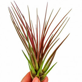 Tillandsia Melanocrater Rouge