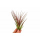 Tillandsia Melanocrater Rouge