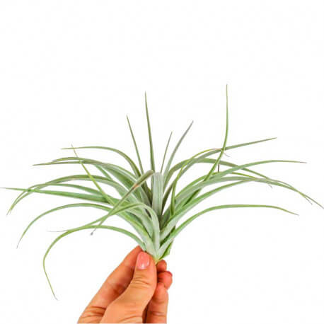 Tillandsia Pohliana