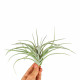 Tillandsia Pohliana