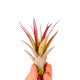 Tillandsia Multiflora rouge