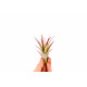 Tillandsia Multiflora rouge
