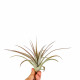 Tillandsia Multiflora rouge