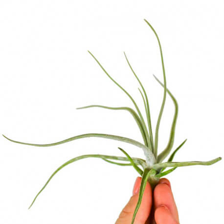 Tillandsia Lepidosepala